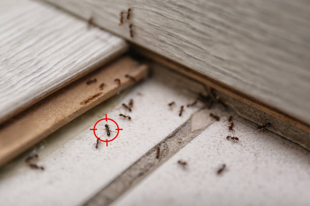 Best Emergency Pest Control  in Wood Dale, IL