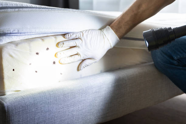 Best Affordable Pest Control Services  in Wood Dale, IL