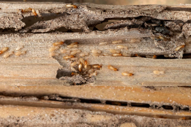 Best Pest Control Near Me in Wood Dale, IL