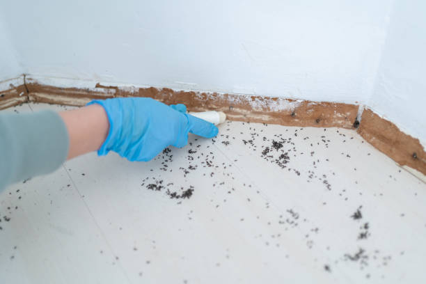 Trusted Wood Dale, IL Pest Control Experts
